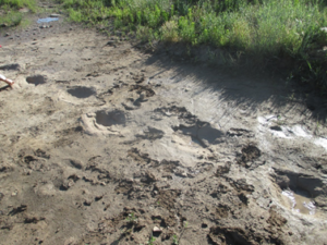 The trackway is rock covered by recent mud flow.