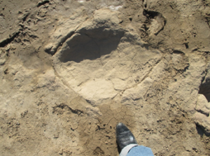 Left track Aprox. 16 inches wide
