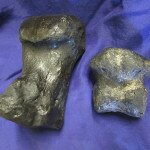 Large toe bone on the left and small toe bone on the right