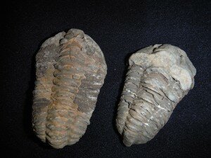 Real Moroccan trilobite fossils