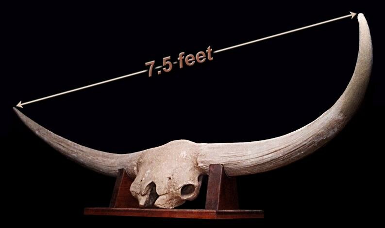 Giant Bison Skull Replica