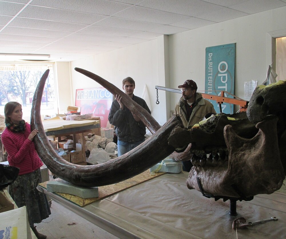 Progress on the mastodon skull restoration project continues . . . Testing out how the tusks will fit in the skull and stand. Also desigining and measuring for support strcutues