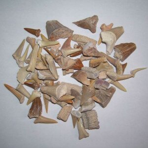 Various fossil teeth from Morocco