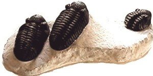3 phaecops trilobites on one slab replica