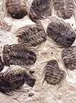 Cast of Selenopeltis trilobite plate