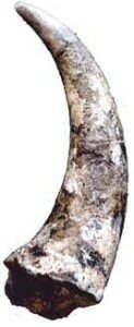 Blue Aetosaur horn replica
