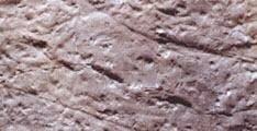 Microsaur track plate