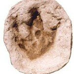 Glen Rose Acrocanthosaurus track replica