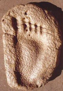 "Burdick" or "Bird" Track from Glen Rose, Tx