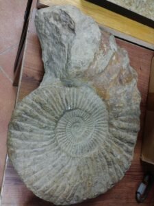 Large Ammonite