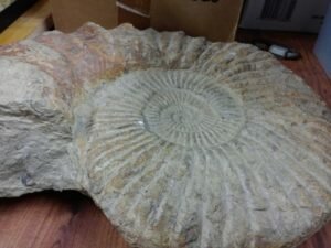Large Ammonite 14" x 18"