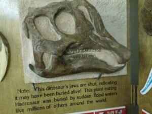 Hadrosaur Skull