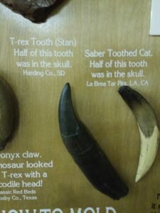 T-rex and Saber Toothed Cat teeth