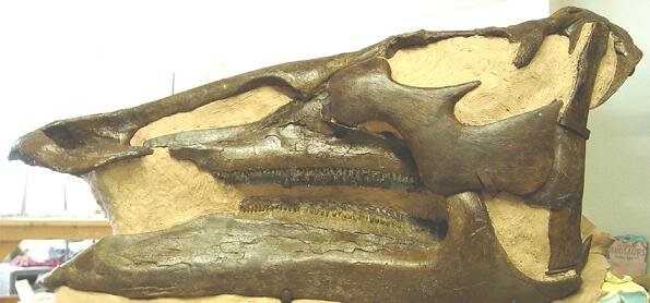 Hadrosaur Skull