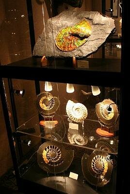 Amonites.Nautiloids
