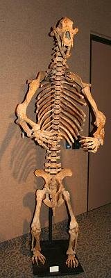 CaveBear
