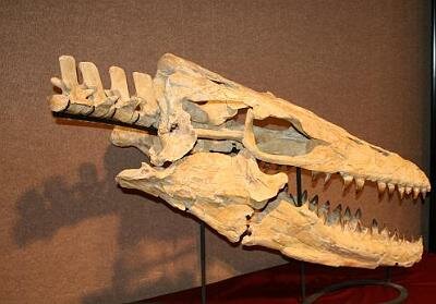 Mosasaur2