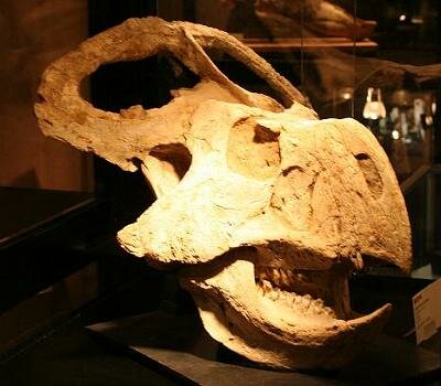Protceratops