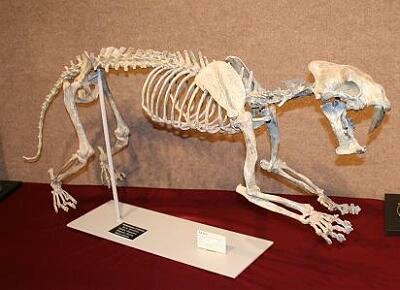 SabertoothCat