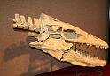 Mosasaur2