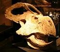 Protceratops