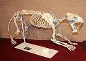 SabertoothCat
