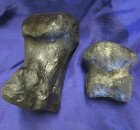 Large toe bone on the left and small toe bone on the right
