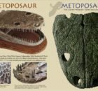 Brown and Black Metoposaurs
