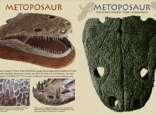 Brown and Black Metoposaurs