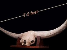 Giant Bison Skull Replica