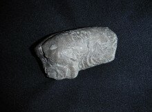 Glen Rose Coprolite