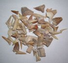 Various fossil teeth from Morocco