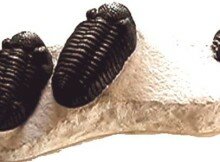 3 phaecops trilobites on one slab replica