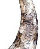 Blue Aetosaur horn replica