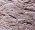 Microsaur track plate