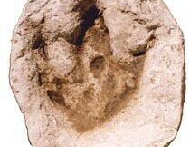 Glen Rose Acrocanthosaurus track replica