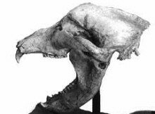MtBlancoCtlg7CaveBearSkullM
