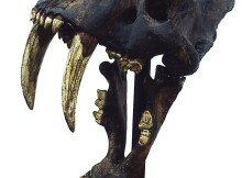 MtBlancoCtlg7SaberCatSkullL
