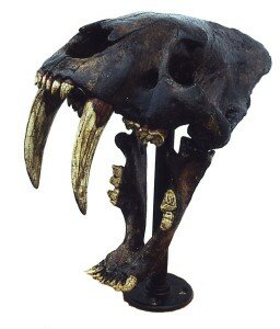 MtBlancoCtlg7SaberCatSkullL
