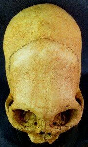 Peruvian Giant Skull 4
