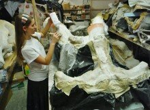 We have to apply baby powder to the newly made latex-rubber mold of part of the mastodon skull to keep it from sticking to itself and deforming. With all of the large, delicately pieced together parts of the skull, mold making is an important part of the restoration process to make sure everything gets put together correctly